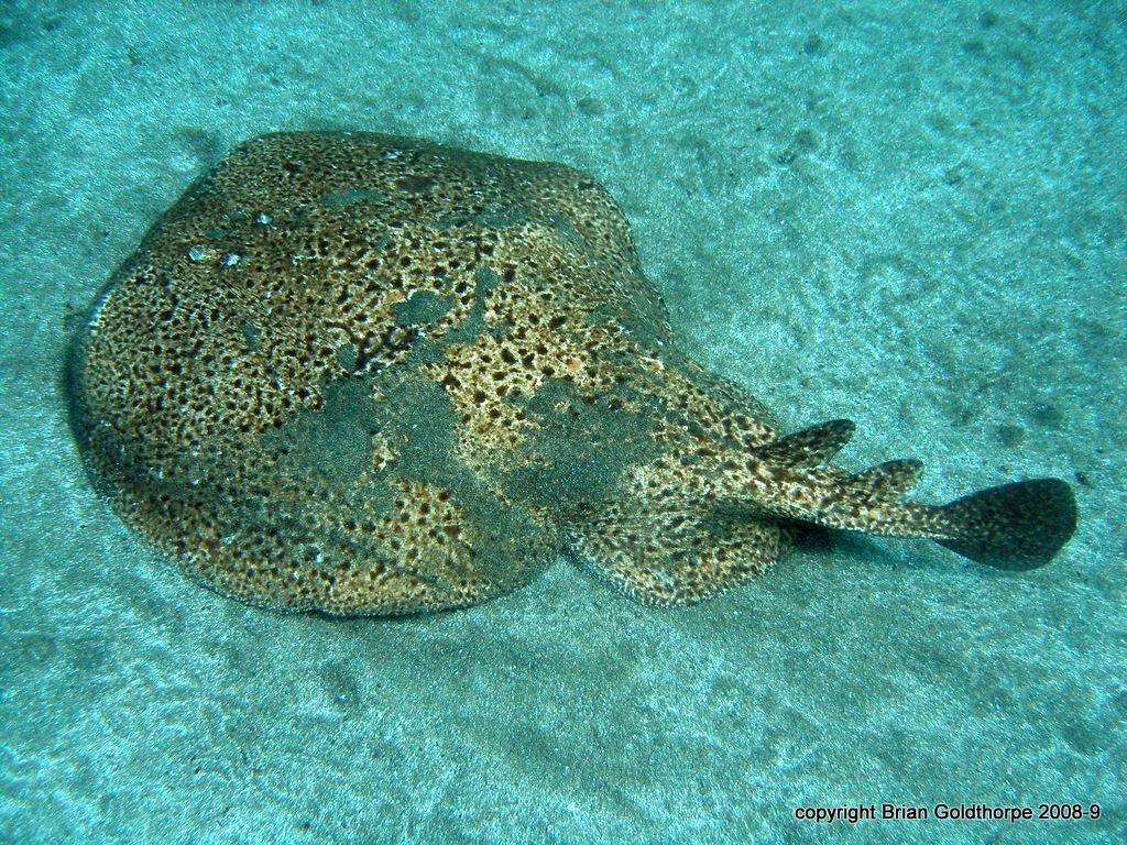 Recent Special or unusual sighting of Marbled Electric Ray 
 in the El Cabrón Marine Reserve Gran Canaria