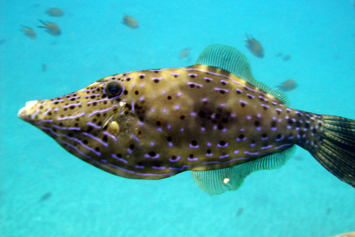 Recent Special or unusual sighting of Scrawled Filefish 
 in the El Cabrón Marine Reserve Gran Canaria