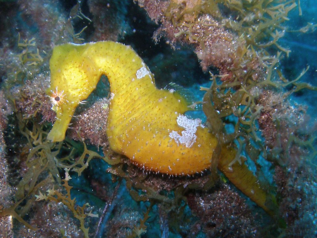 Recent Special or unusual sighting of Seahorse 
 in the El Cabrón Marine Reserve Gran Canaria