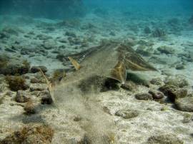 Angel sharks and Rays can often be found near Punta de la Monja