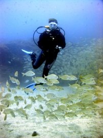 for dive trips in Las Palmas, a short ride will take you to some excellent diving in the Arinaga marine Reserve