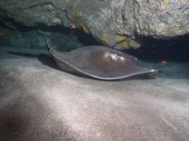 Gran Canaria is a good place to see stingrays and angel sharks