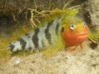 The Hairy Blenny can be found in its colourful mating plumage in Gran Canarias Marine Reserve at Arinaga