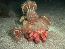 This hermit crab carries a parasitic anemone on the outside of its home