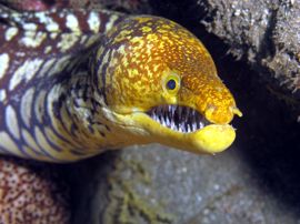 We find 3 types of moray eel in Gran Canaria including this tiger moray