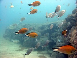 The smaller fish such as wrasse and damselfish add colour to the reef and make your dive in Gran Canaria remarkable