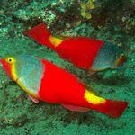 Parrotfish Underwater dive sites Gran Canaria