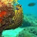 Scuba Diver finds nudibranch (hypselodoris picta) underwater in Gran Canaria