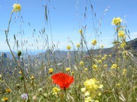Flowers in the mountains of Gran Canaria