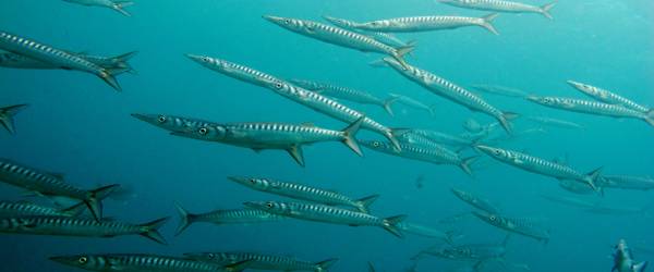 Barracuda in Gran Canaria and Arinaga scuba diving