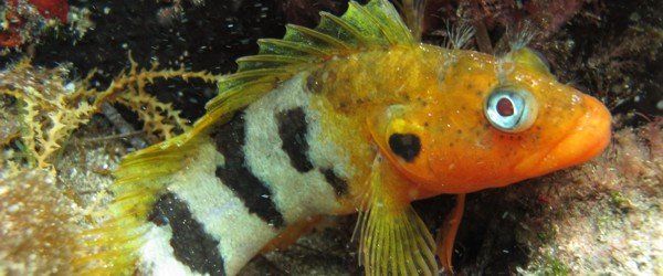 Hairy Blenny sono selvaggiamente distribuiti nelle isole Canarie e in Spagna ma sono difficili da incontrare mentre ci si immerge