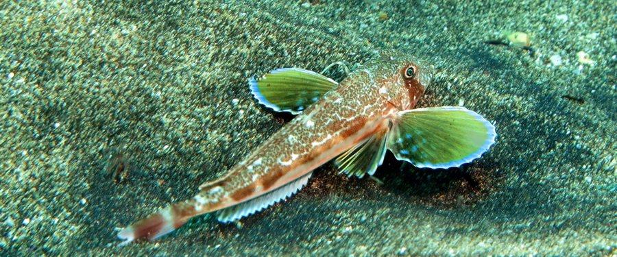 Gran Canaria- diving with streaked gurnard