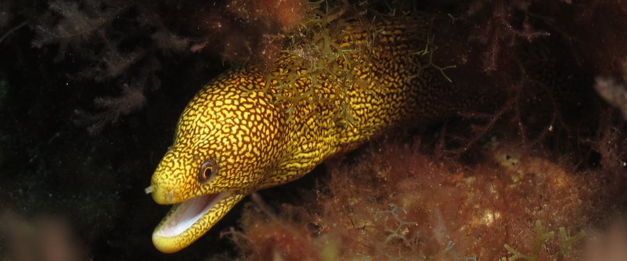 Hairy Blenny are widely distributed in the Canary Islands and Spain but very difficult to find while scuba diving