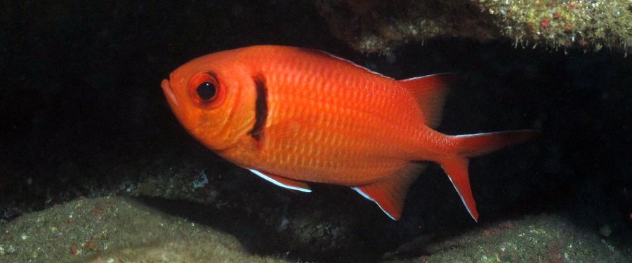 Gran Canaria - squirrelfish or soldierfish 