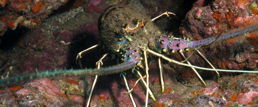 Gran Canaria- diving with a Brown Spiny Antenna Lobster